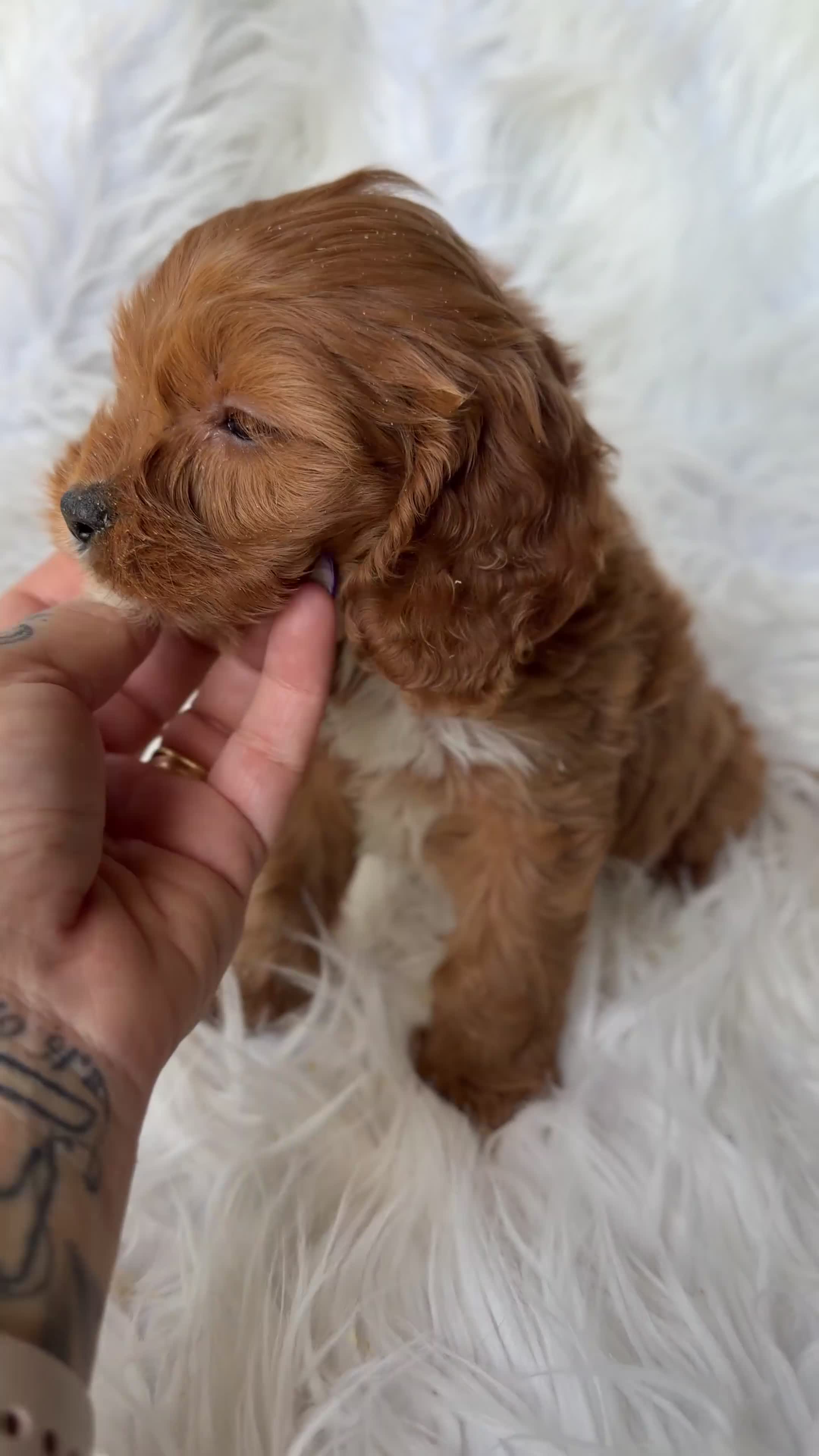 Cavapoo perros en venta: Cavapoo rojo  - Video 3