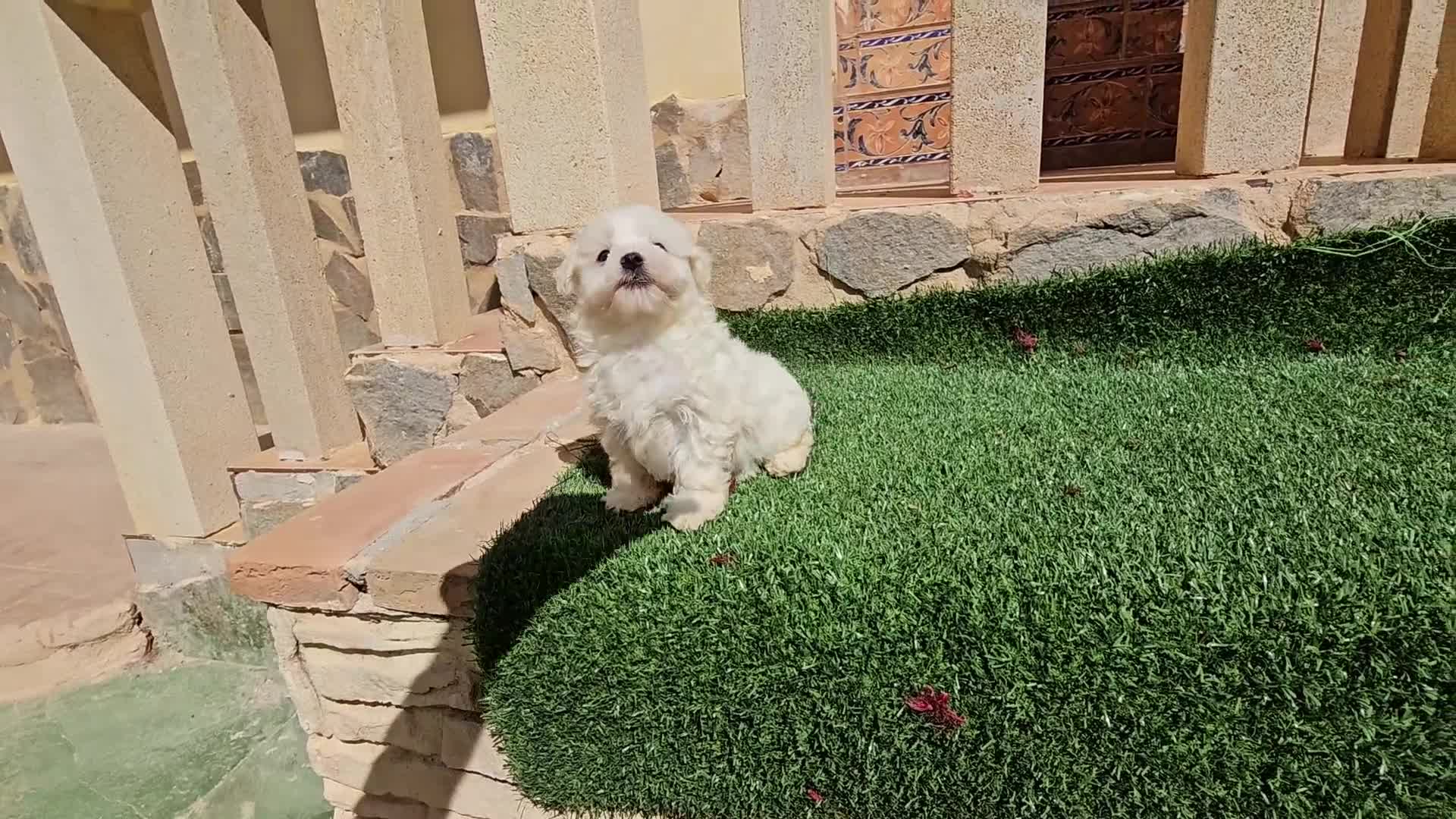 Bichón Maltés perros en venta: Bichón linea coreana  - Video 2