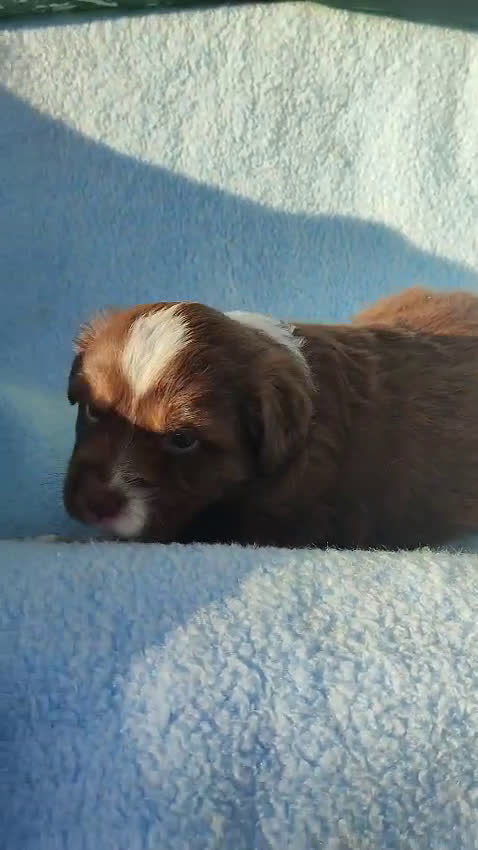 Pastor Miniatura Americano perros en venta: CACHORROS PASTOR AMERICANO MINIATURA - Video 4