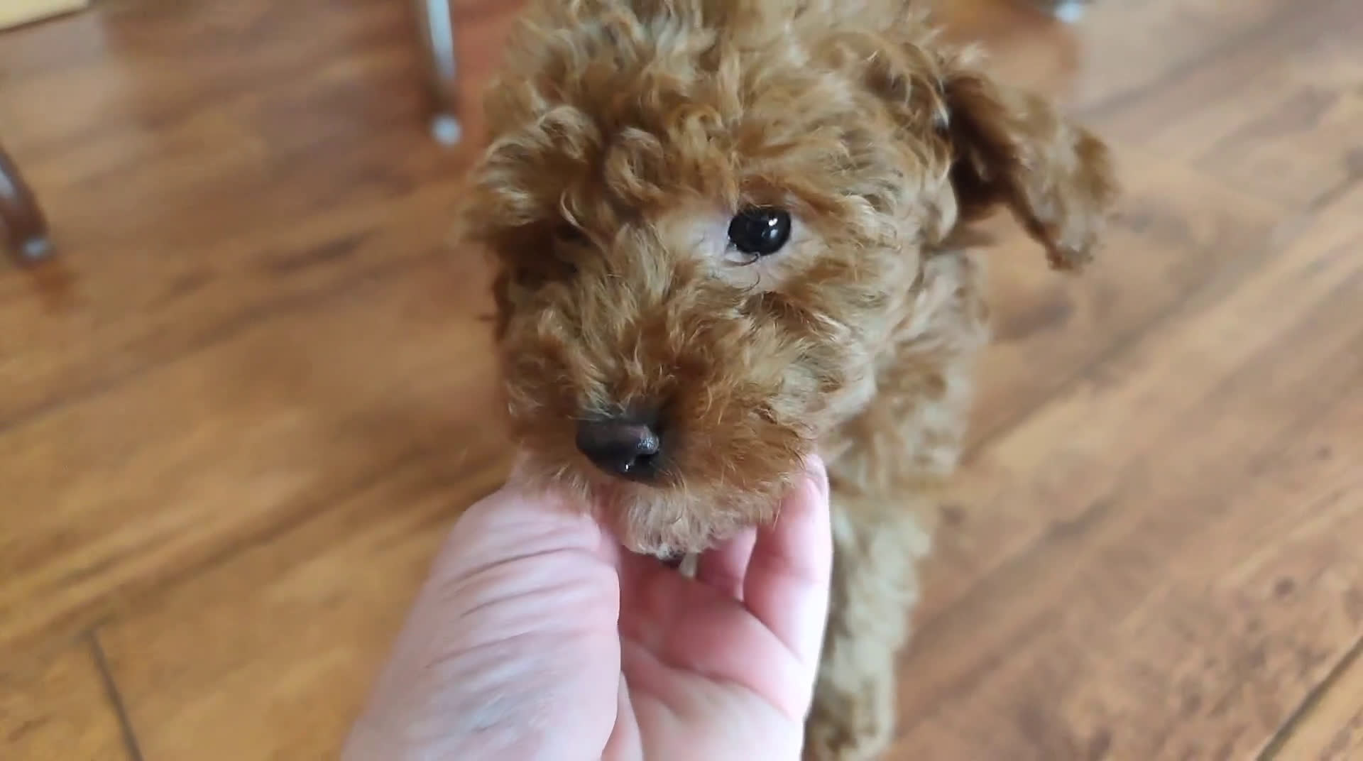 Caniche Toy perros en venta: Hembras toy disponibles - Video 1