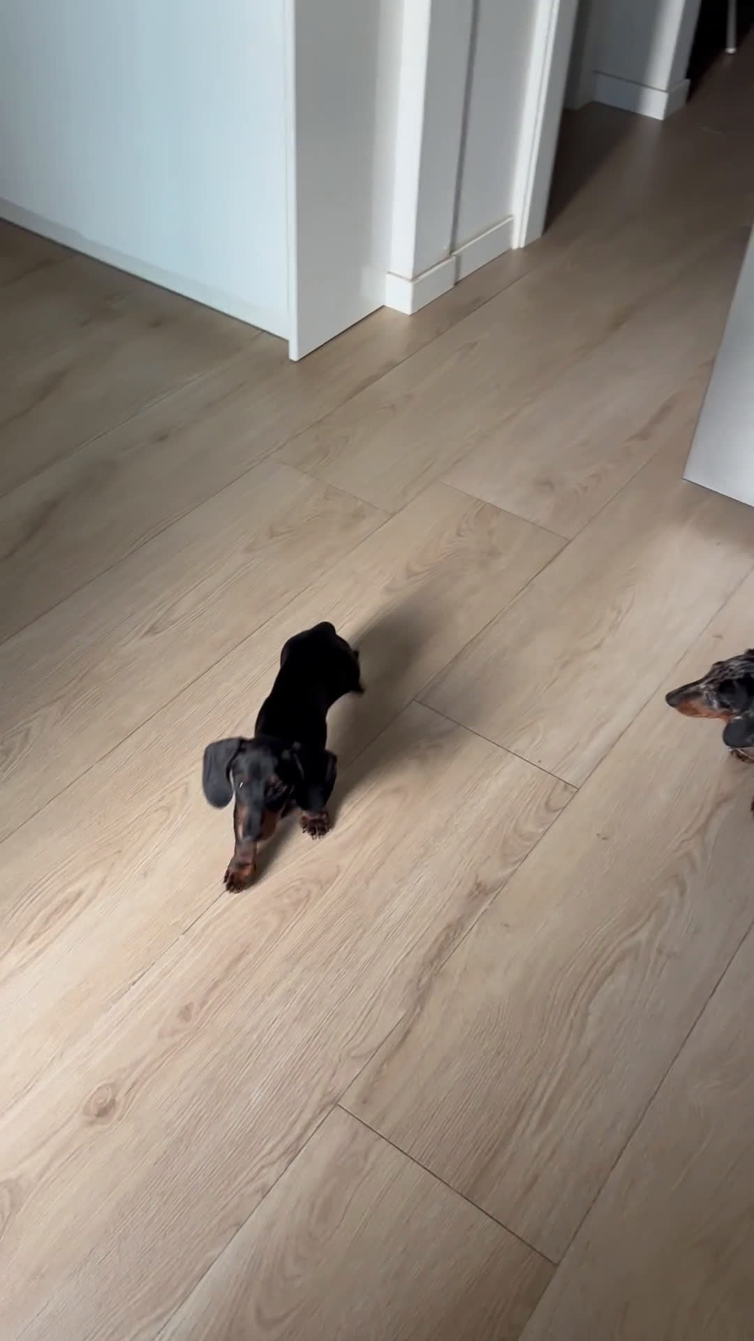 Teckel Miniatura perros en venta:  TECKEL MINI . Arlequin y negro fuego(601144783) - Video 2