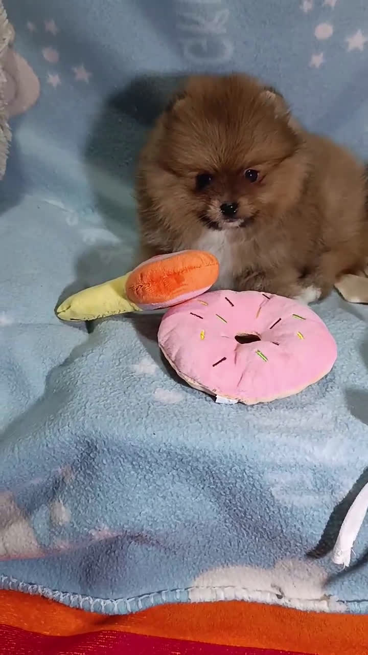 Pomerania perros en venta: ‼️POMERANIAS AMERICANOS TAMAÑO TOY - Video 1