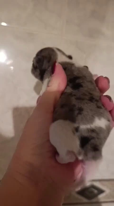 Chihuahua perros en venta: CHIHUAHUAS MERLES EXCLUSIVOS - Video 2