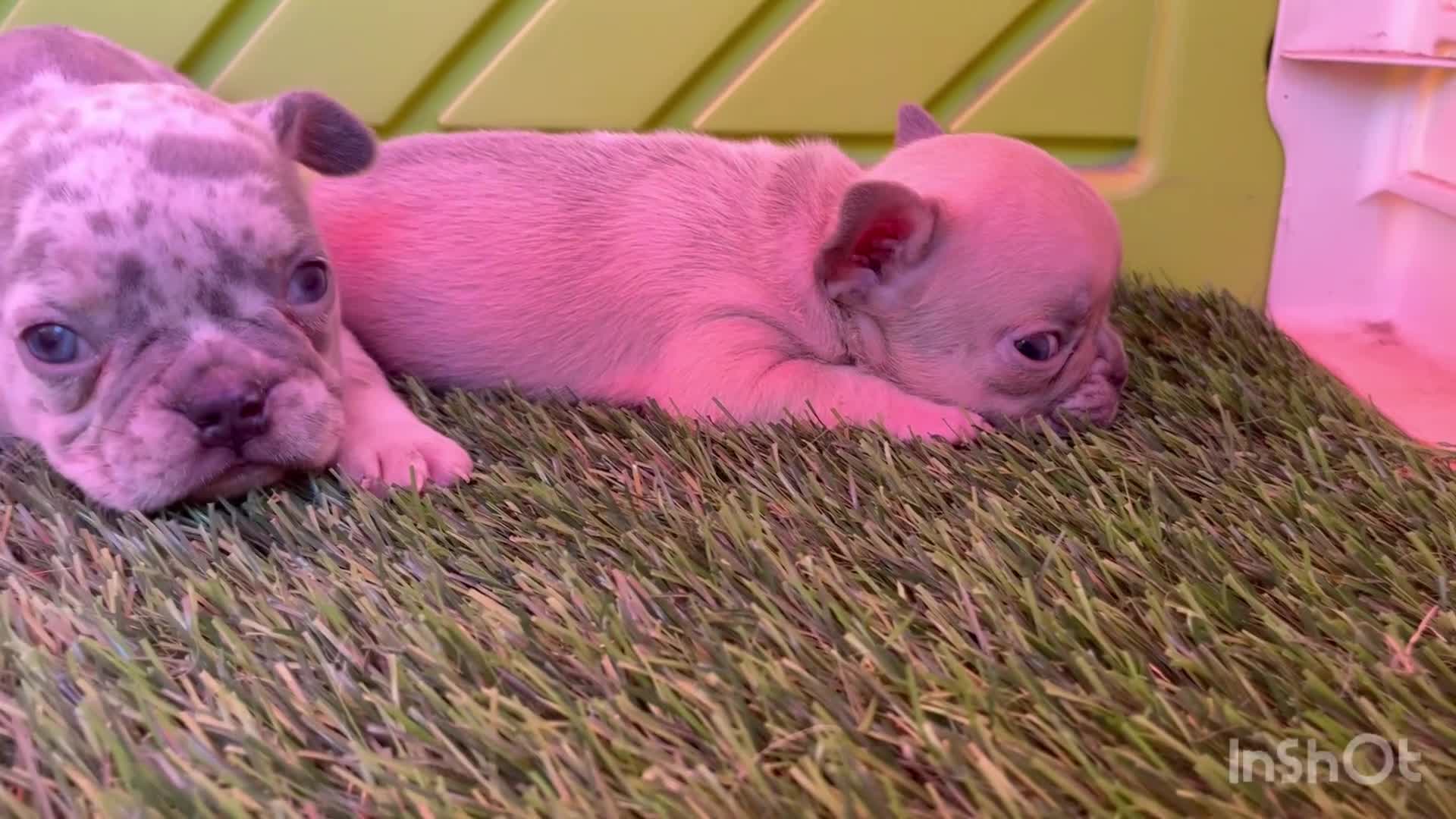 Bulldog Francés perros en venta: Bulldog francés  - Video 1