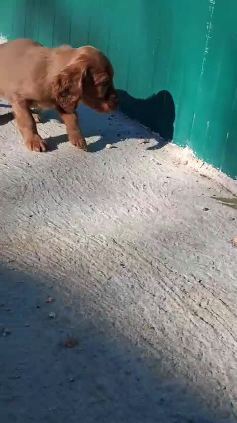 Setter Irlandés Rojo perros en venta: Setter Irlandes - Video 2