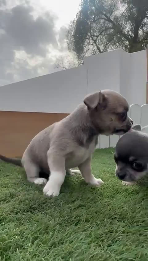 Chihuahua perros en venta: CHIHUAHUA  - Video 2