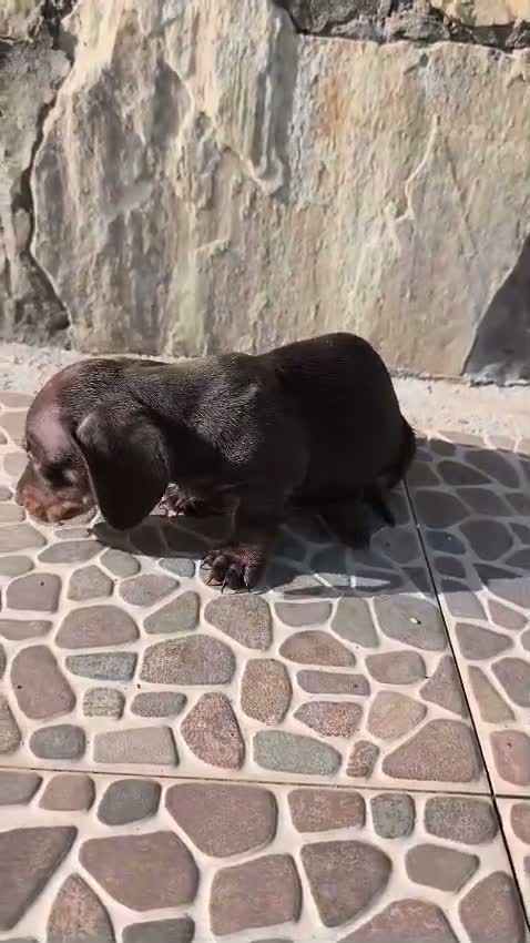 Teckel Miniatura perros en venta: Teckel Miniatura - Video 1