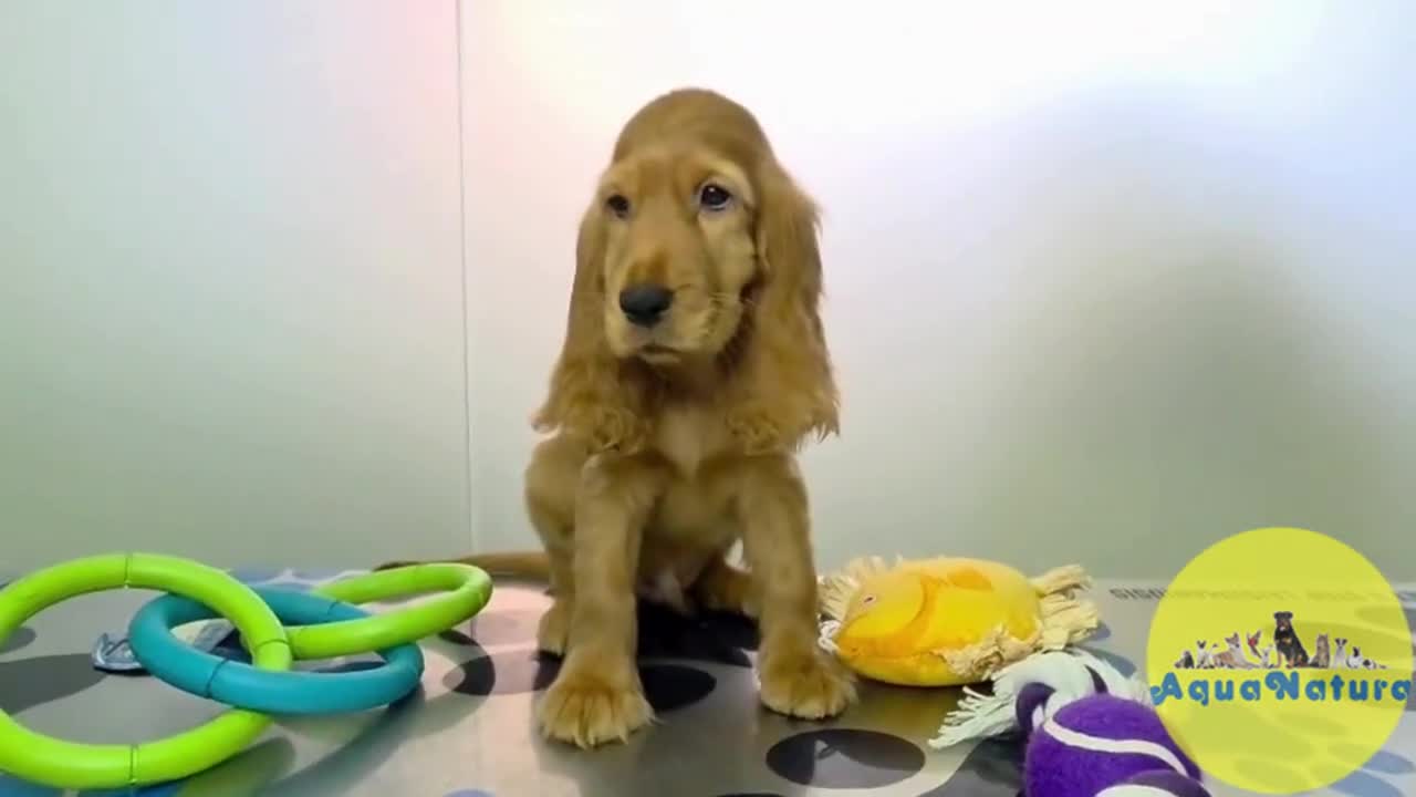 Cocker Spaniel Inglés perros en venta: Cocker Spaniel Macho - Video 1