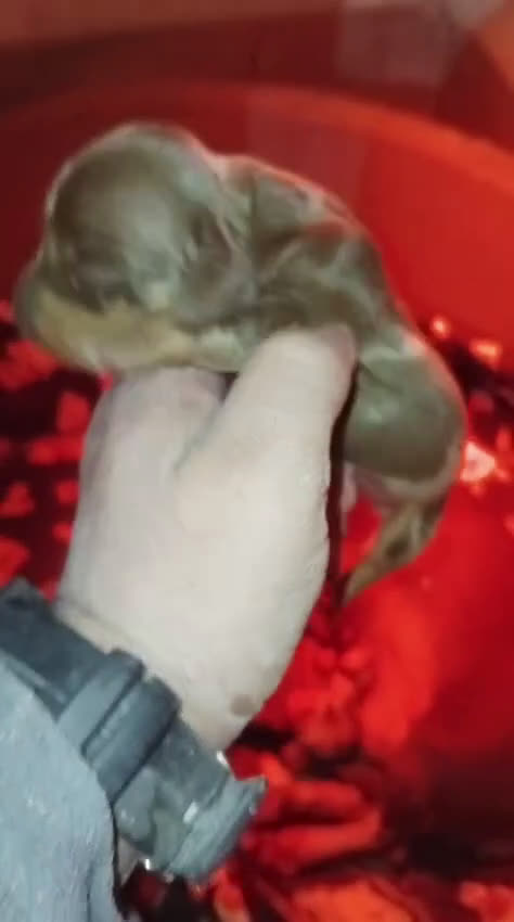 Teckel Miniatura perros en venta: Hembras teckel arlequín choco kaninchen - Video 3