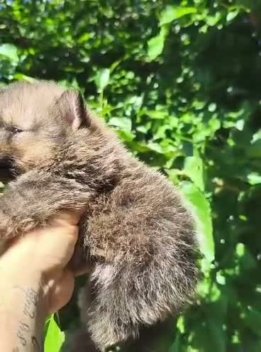 Pomerania perros en venta: Pomerania  - Video 2