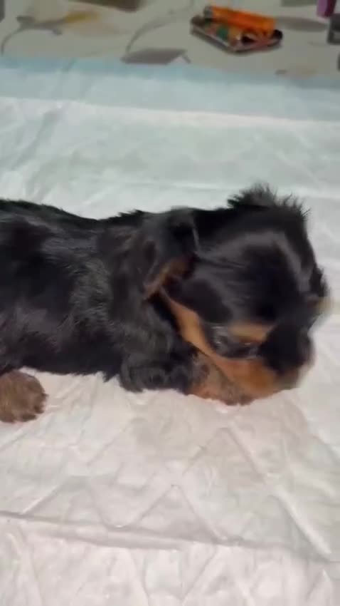 Yorkshire Terrier perros en venta: Yorkshire toy - Video 1