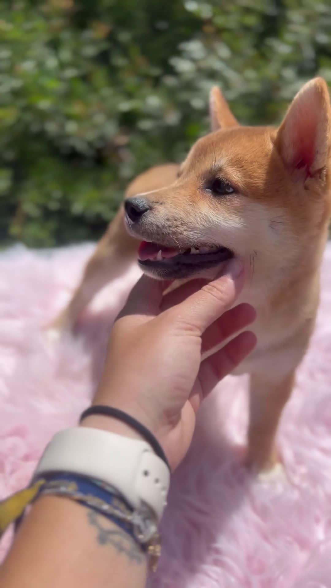 Shiba Inu perros en venta: Shiba inu roja  - Video 1