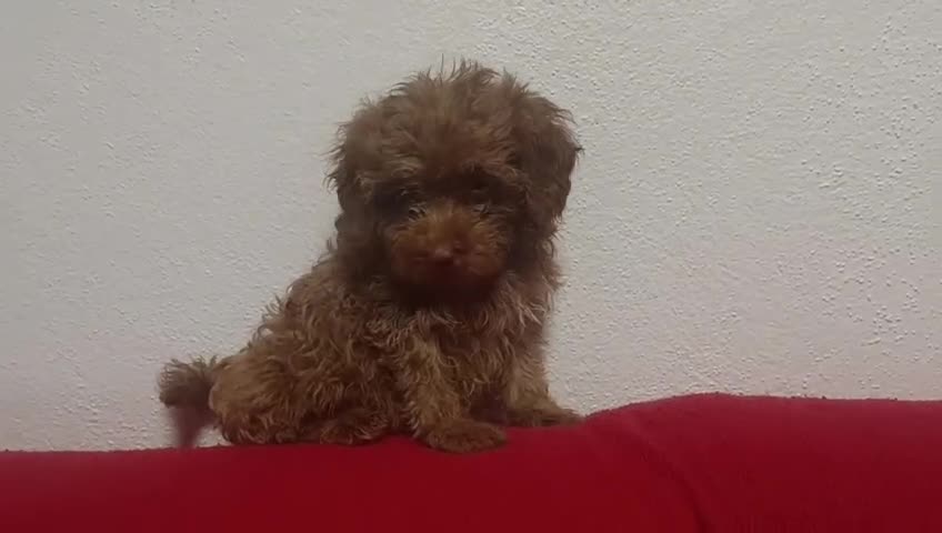 Caniche Toy perros en venta: Caniches toy Rojo  - Video 2