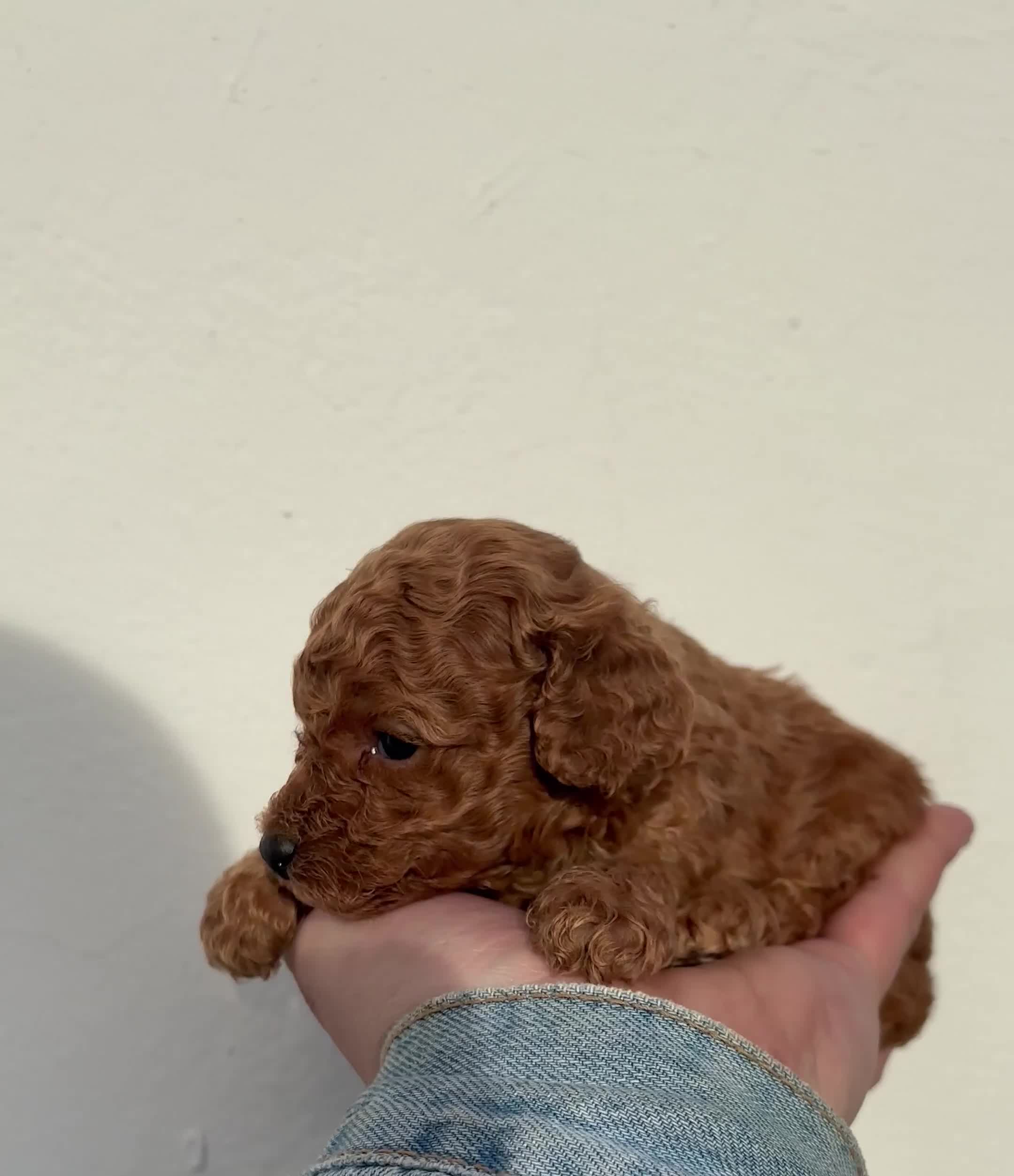 Caniche Toy perros en venta: CANICHE TOY MACHO Y HEMBRA en Ciudad Real - Video 1
