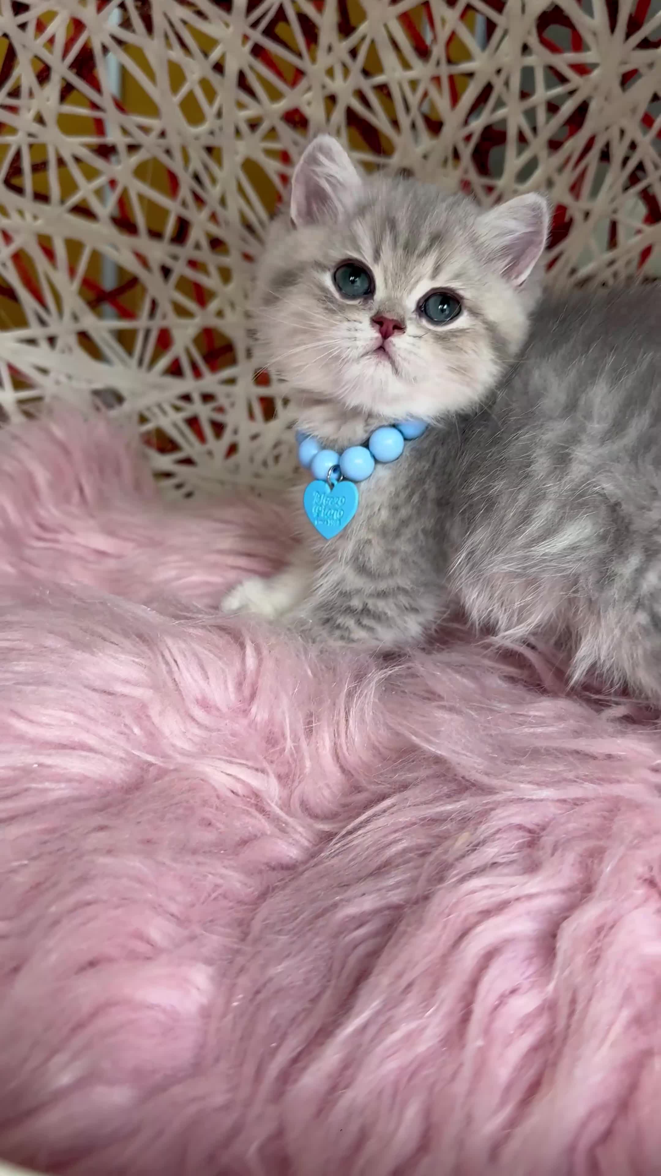 Británico de Pelo Corto gatos en venta: Camada G(2)🩵 Gael y Gino South Teddy 🩵 - Video 1