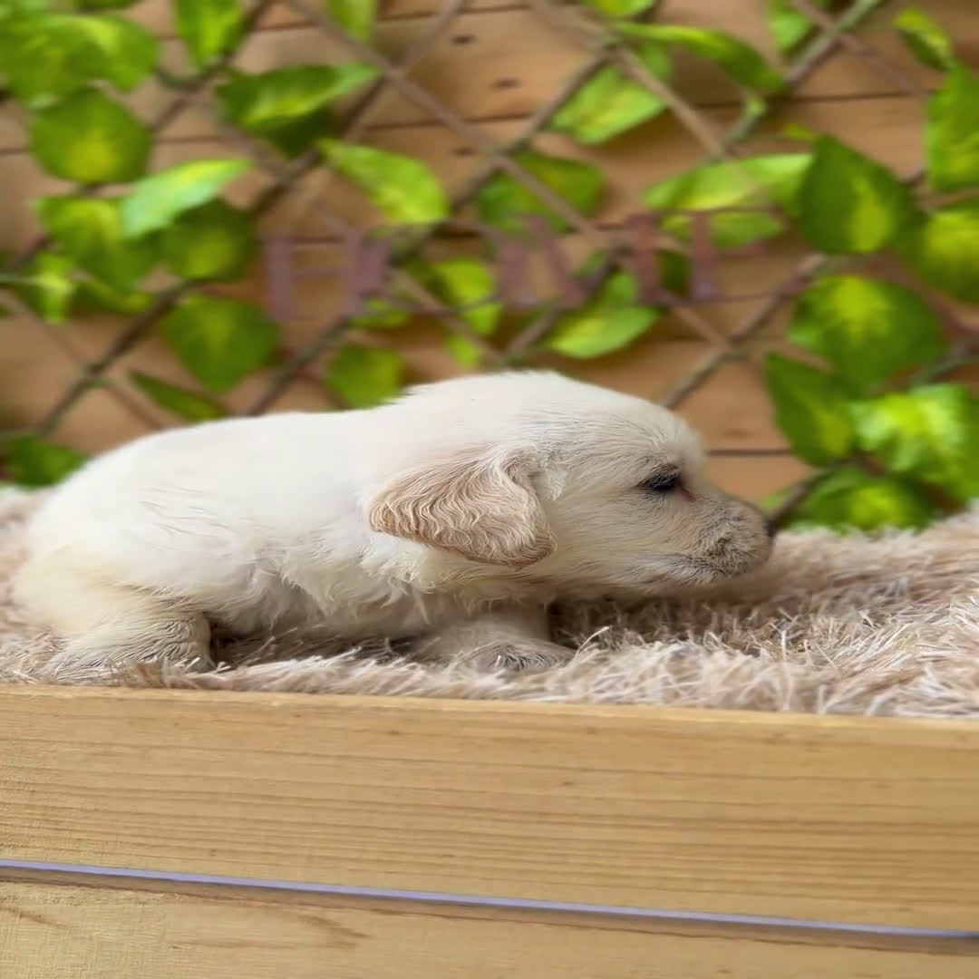 Golden Retriever perros en venta: Camada de Sonia  - Video 3