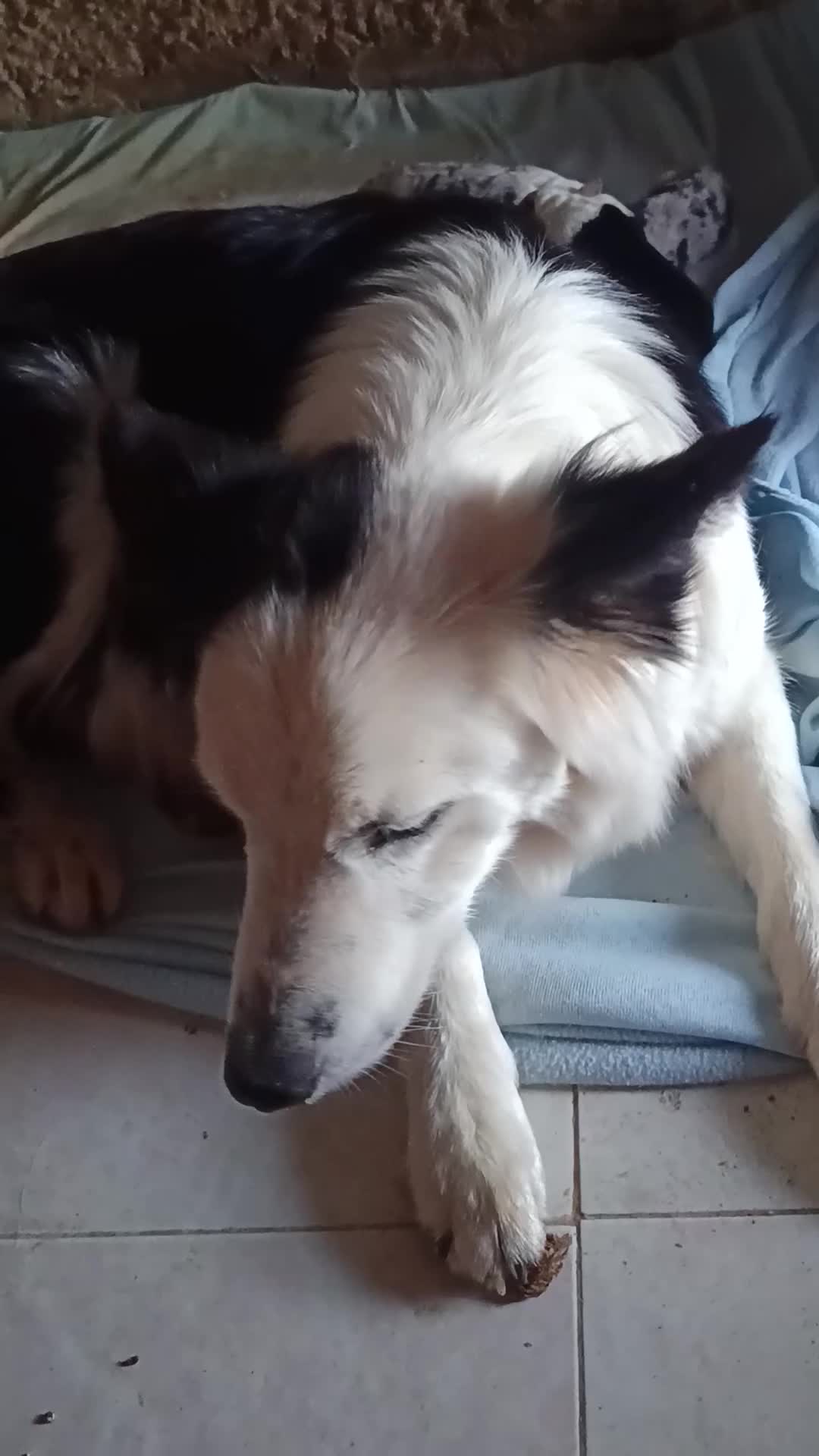 Border Collie perros en venta: Border collie  - Video 1