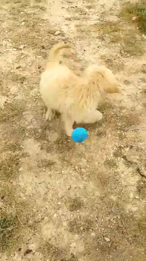 Golden Retriever perros en venta: Machos de Golden Retriever - Video 1