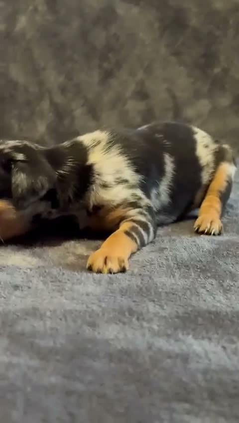 Pinscher Miniatura perros en venta: Pinscher Miniatura - Video 5