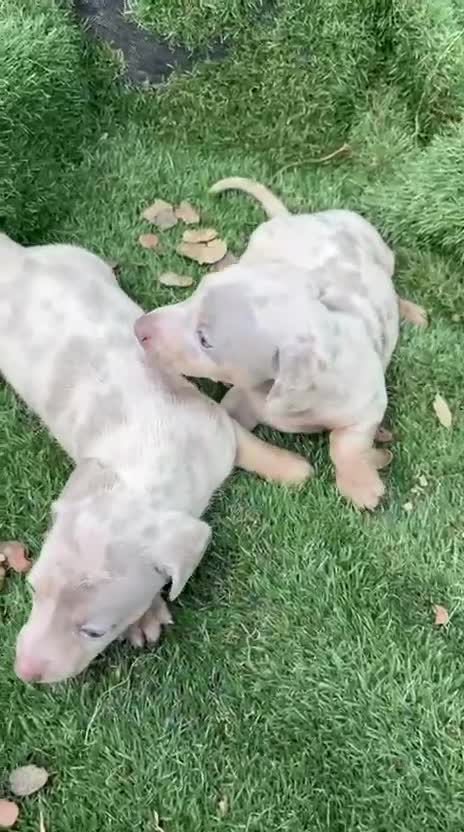 Teckel Miniatura perros en venta: Teckel arlequin - Video 1