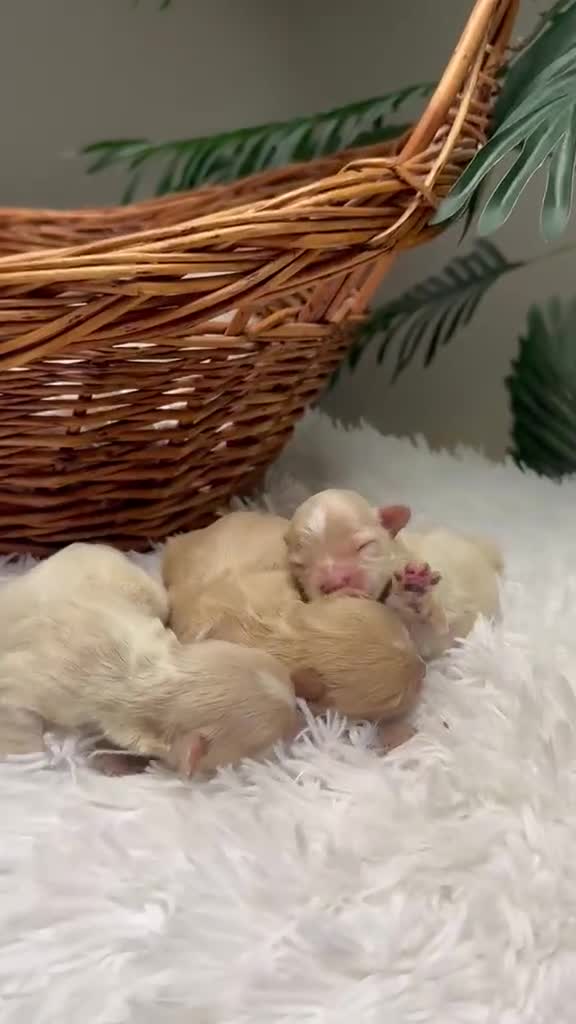 Maltipoo perros en venta: MALTIPOO - Video 1