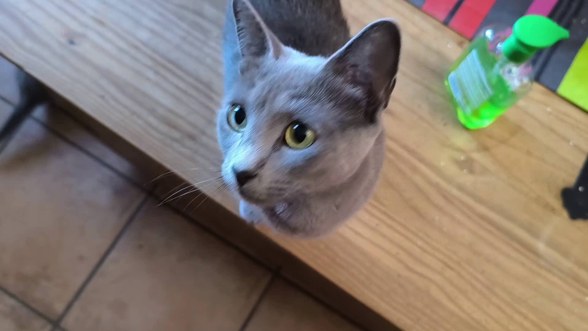 Azul Ruso gatos en venta: Gatitos azul ruso  - Video 2