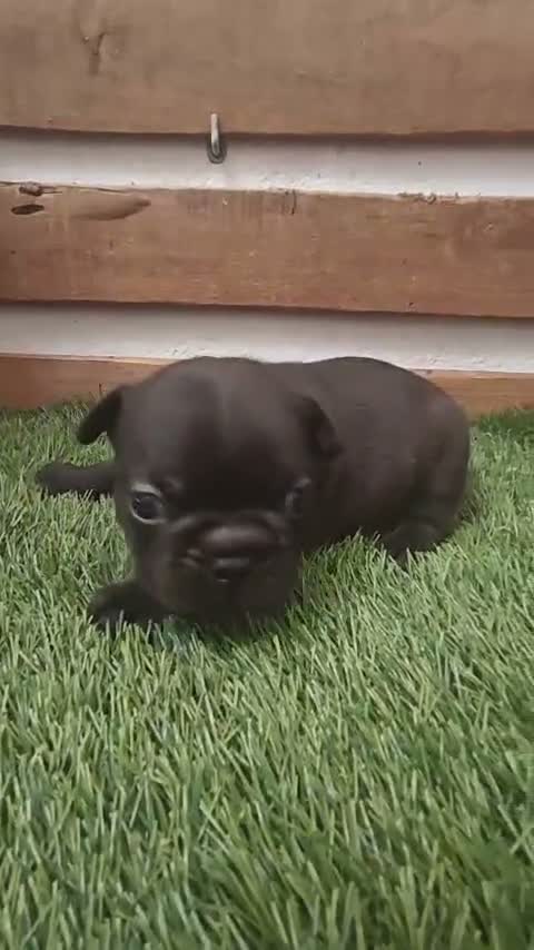 Bulldog Francés perros en venta: Bulldog Frances - Video 2