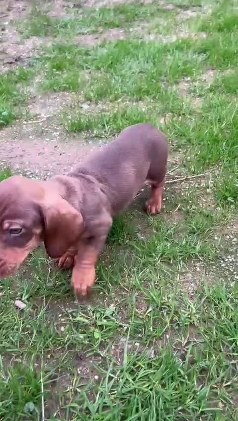 Teckel Miniatura perros en venta: Teckel canichen  - Video 1