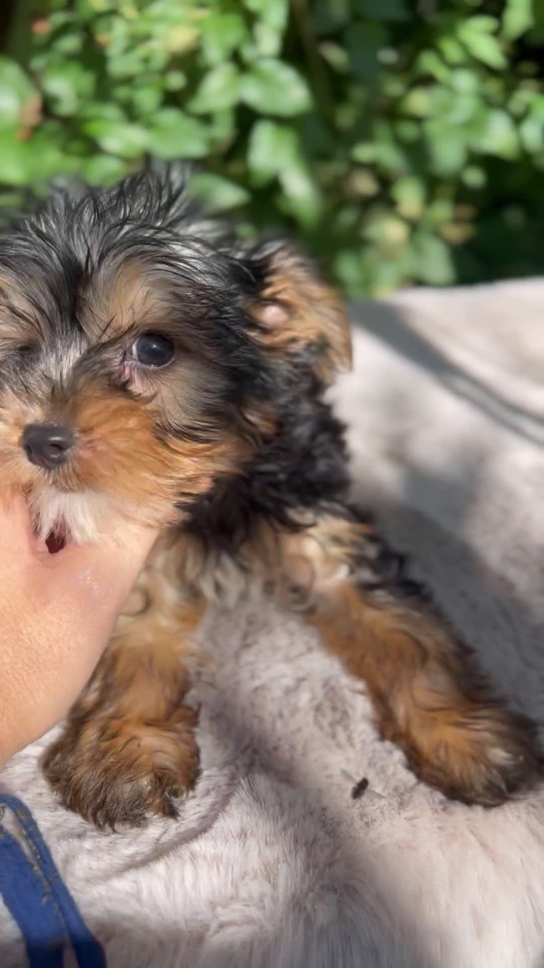 Yorkshire Terrier perros en venta: Yorkshire Toy macho  - Video 1