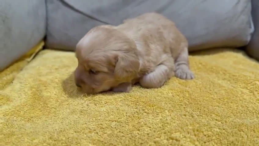 Labradoodle perros en venta: Hembras raza Labardoodle  - Video 1