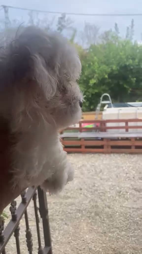 Bichón Maltés perros en venta: Bichon maltes - Video 1