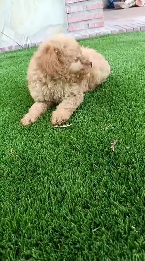 Caniche Toy perros en venta: Caniche macho apricot - Video 1