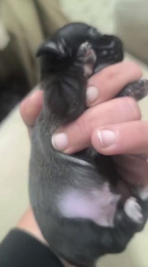 Chihuahua perros en venta: Espectacular chihuahua micro toy macho - Video 1