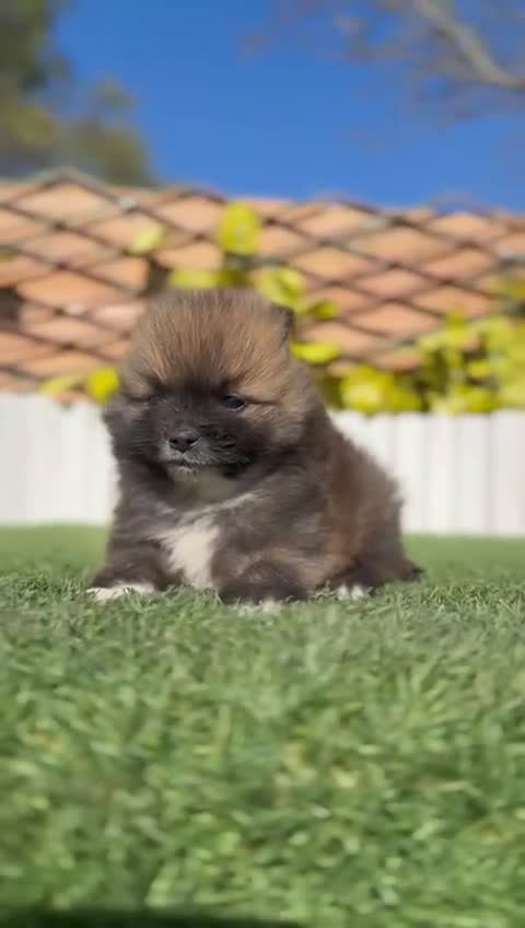 Pomerania perros en venta: POMERANIA MACHO - Video 1