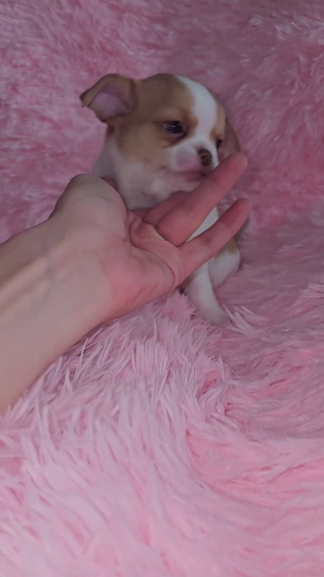 Chihuahua perros en venta: Chihuahua miniatura  - Video 1