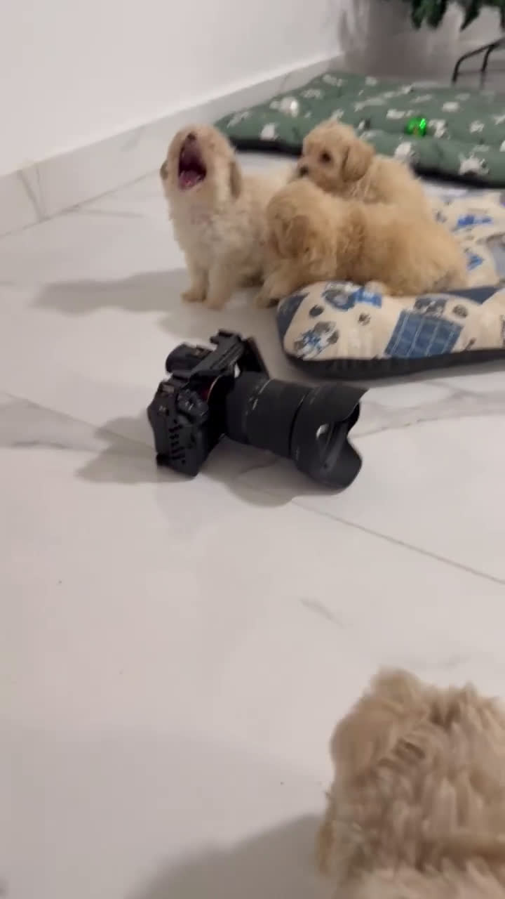 Maltipoo perros en venta: Camada exclusiva de Matipoo - Video 1