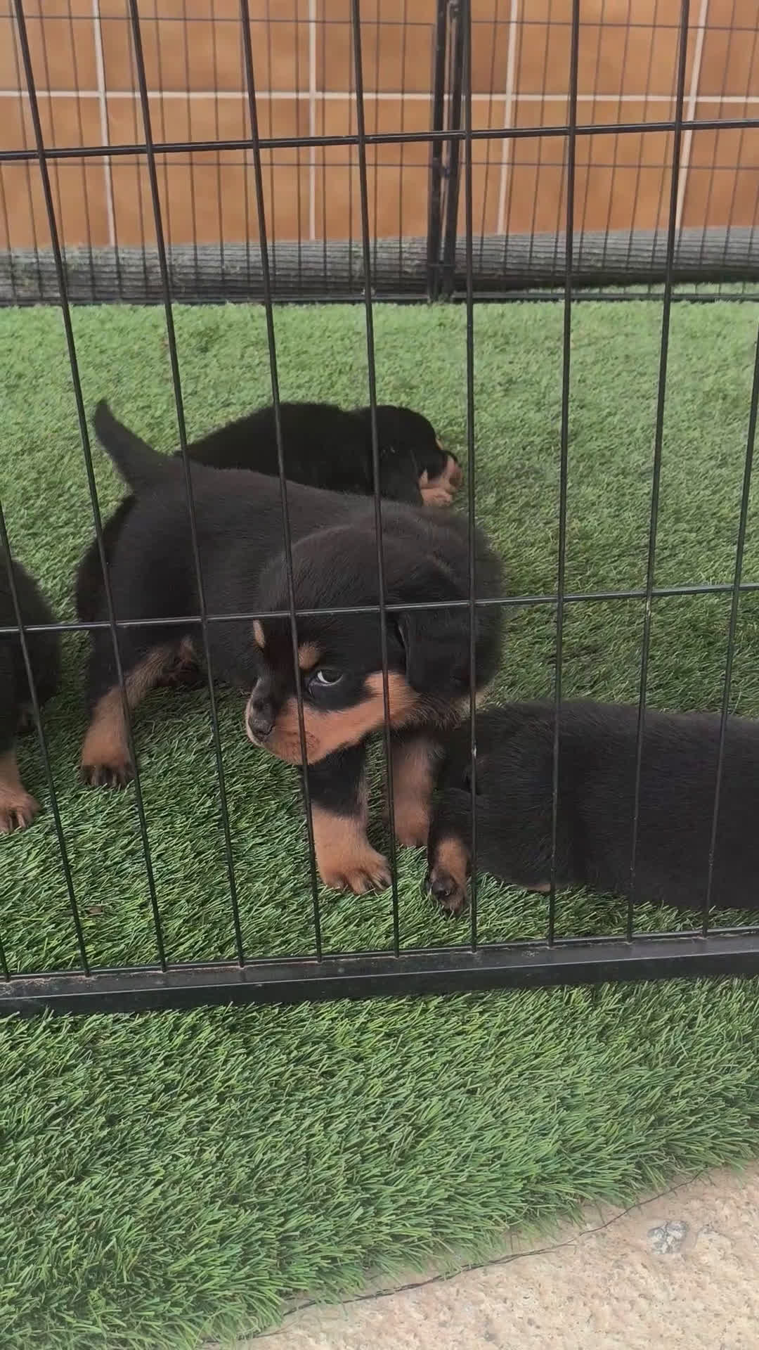 Rottweiler perros en venta: Camada de rottweiler  - Video 1