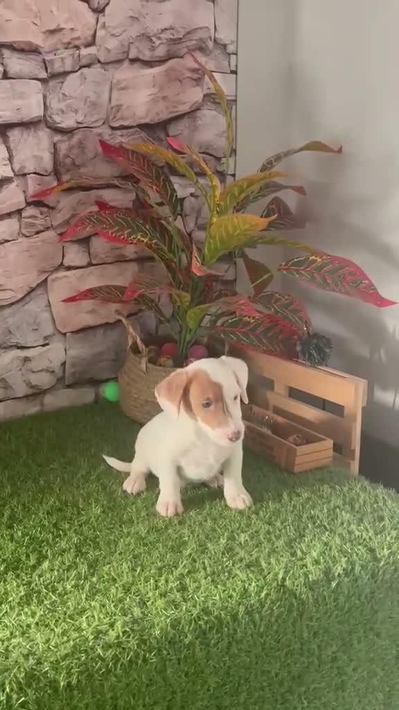 Jack Russell Terrier perros en venta: ADORABLES CACHORRITOS JACK RUSSELL - Video 1