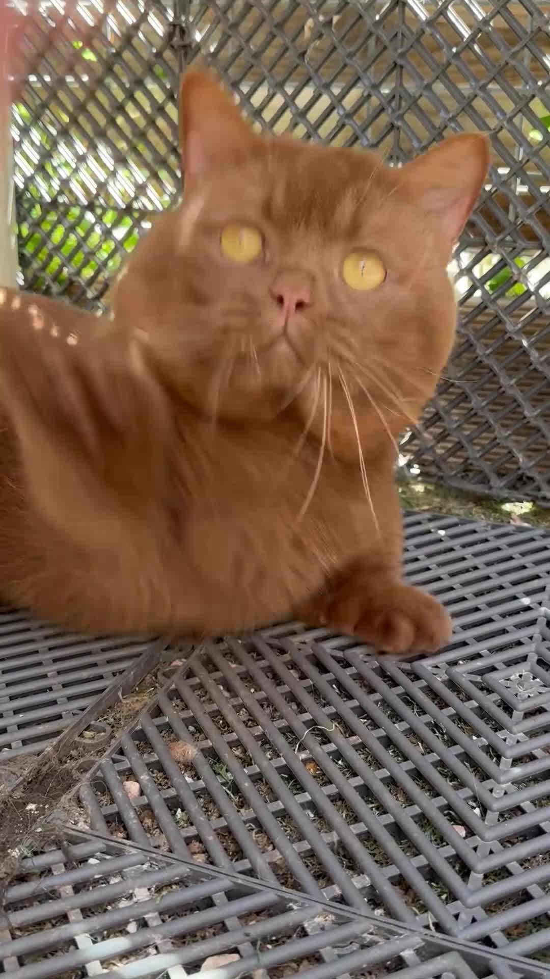 Munchkin gatos en venta: Munchkin adulto  - Video 1