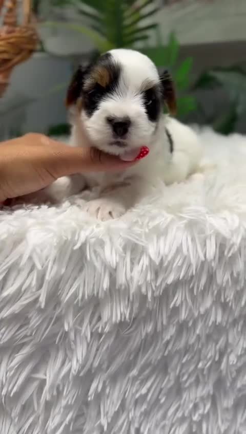 Yorkshire Terrier perros en venta: YORKSHIRE BIEWER - Video 2