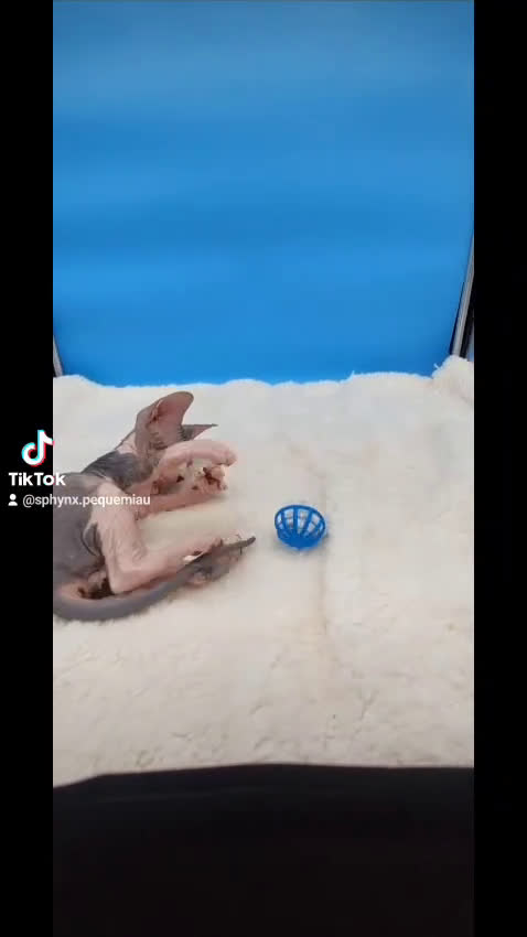 Sphynx gatos en venta: Preciosa camada de gatitos sphynx  - Video 1