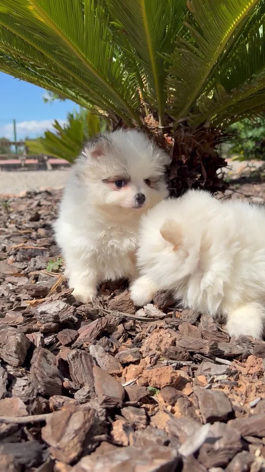 Pomerania perros en venta: POMERANIA  - Video 2