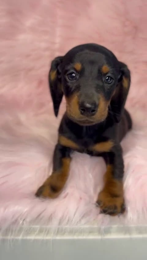 Teckel Miniatura perros en venta: TECKEL mini hembra  en Barcelona - Video 1