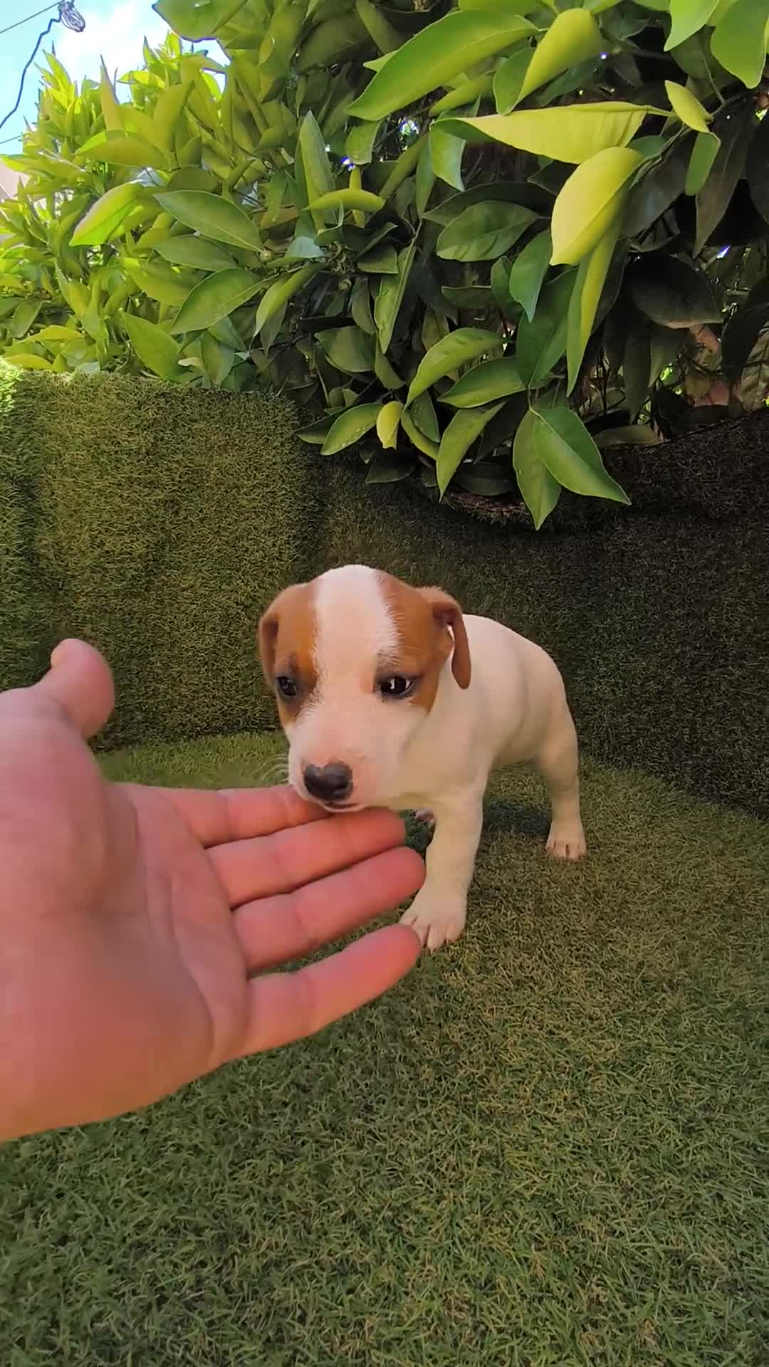 Jack Russell Terrier perros en venta: camada Jack Russell  - Video 2