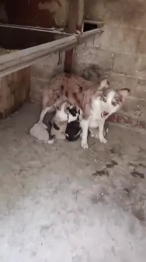 Border Collie perros en venta: Border collie - Video 1