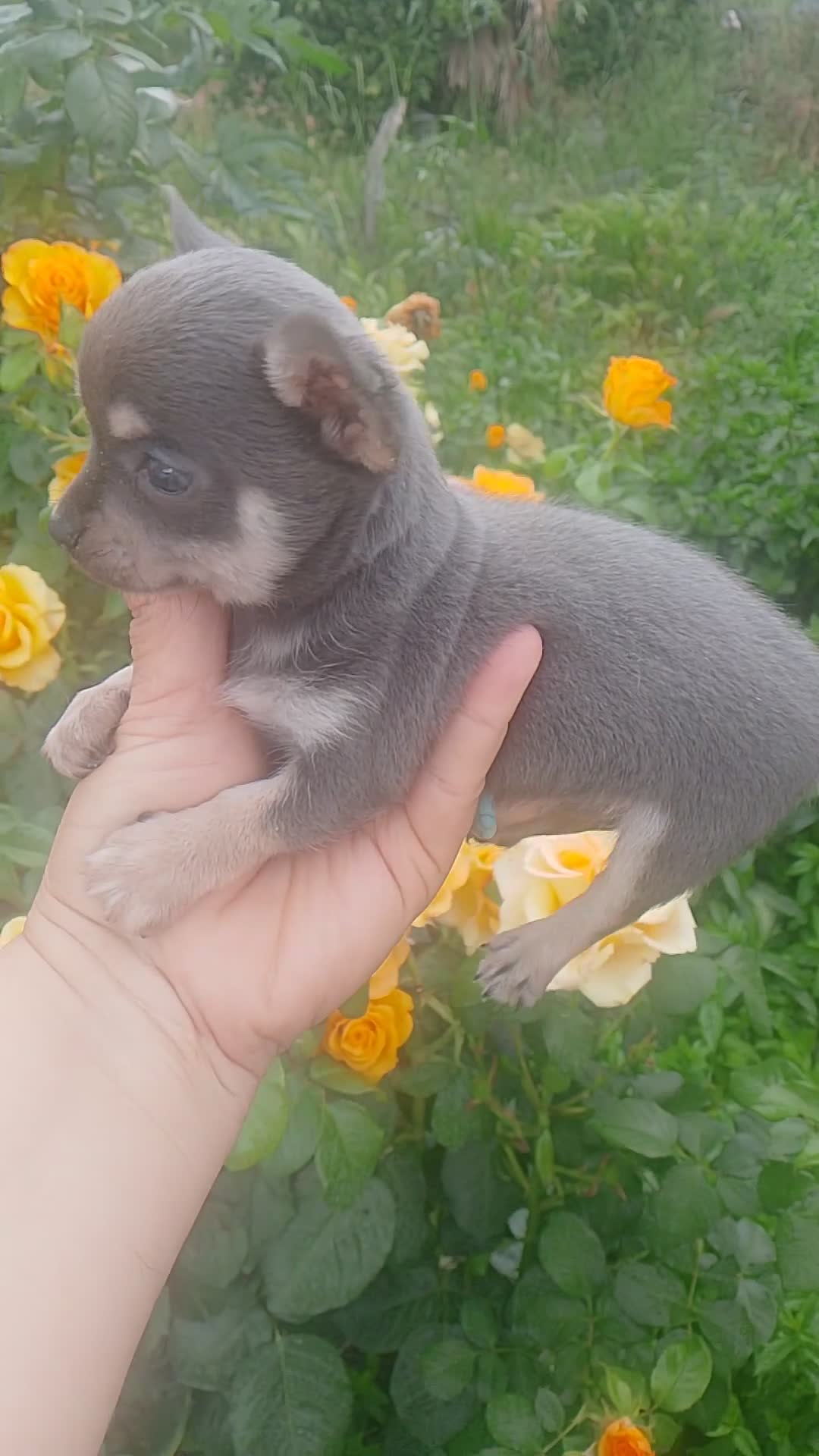 Chihuahua perros en venta: Último chihuahua si vienes a por el 500€ no envio - Video 2