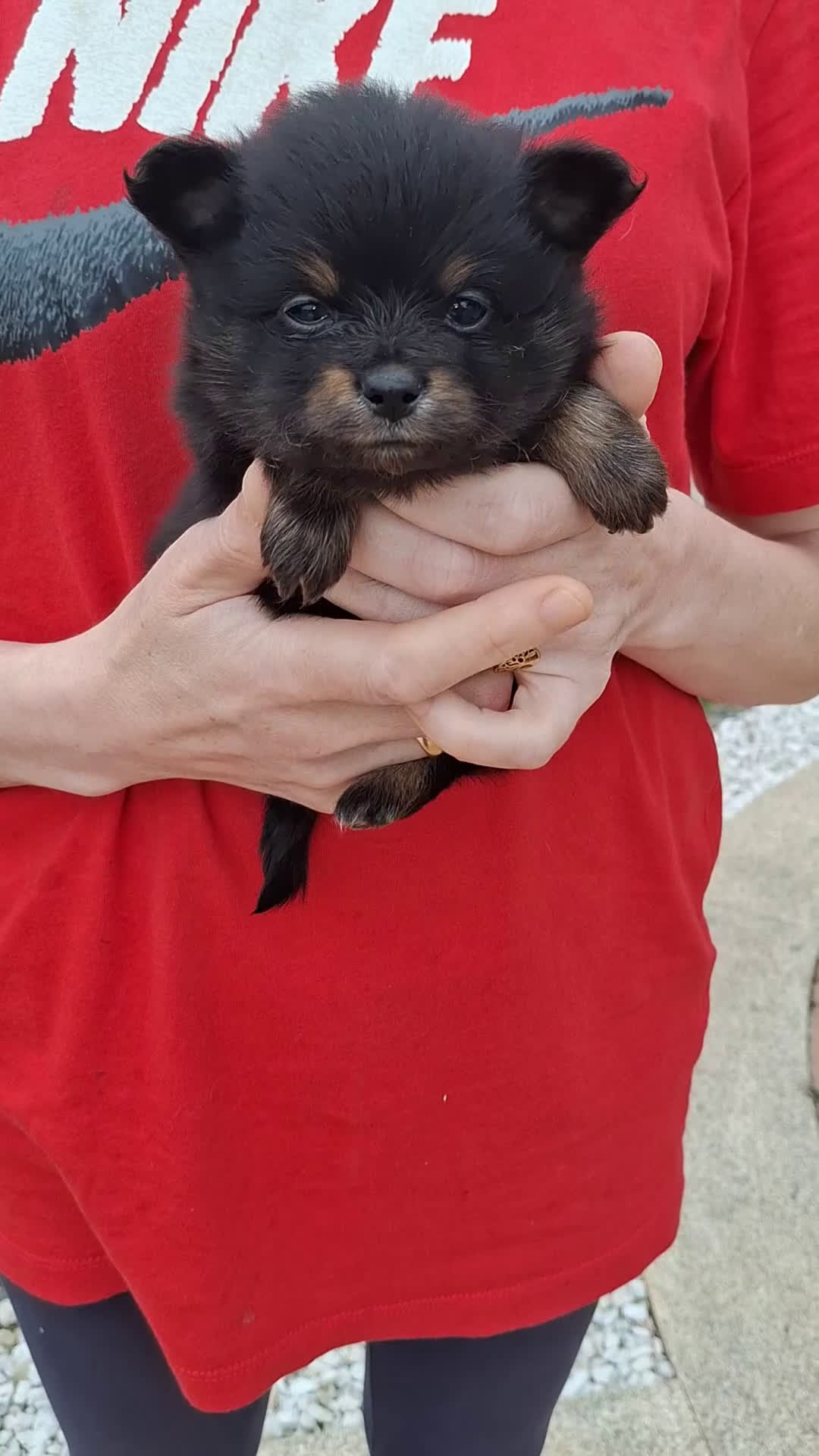 Pomerania perros en venta: Pomerania cachorros - Video 3