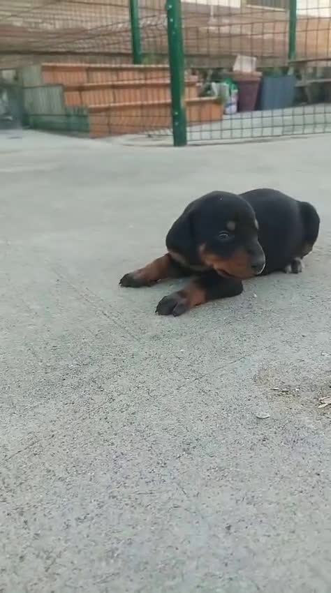 Dobermann perros en venta: Doberman  en Sevilla - Video 3