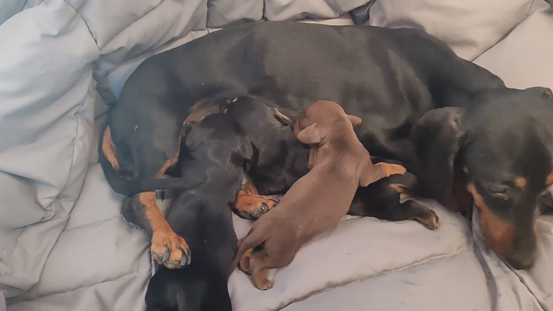 Teckel perros en venta: Cachorro de teckel  - Video 1