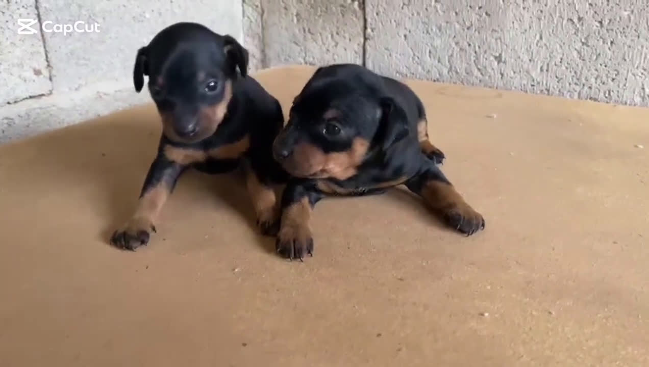 Pinscher Miniatura perros en venta: MINI PINCHER TOY MACHOS - Video 1